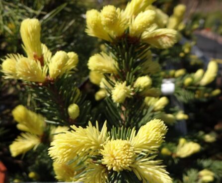 Picea pungens`Maigold` -torkav kuusk