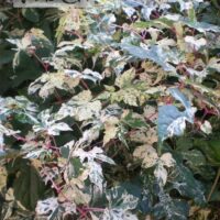 ebaviinapuu variegata Foto Kaie Ein