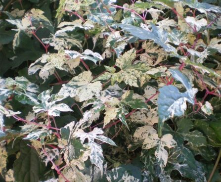 ebaviinapuu variegata Foto Kaie Ein