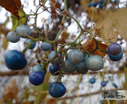 ebaviinapuu Variegata Foto Kaie Ein