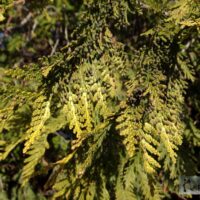 elupuu aureospicata Foto Kaie Ein