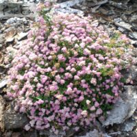 jaapani enelas jap. dwarf Foto Kaie Ein