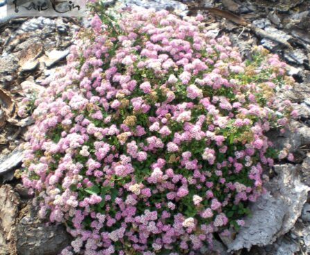 jaapani enelas jap. dwarf Foto Kaie Ein