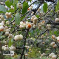 euroopa kikkapuu valgeviljaline foto Kaie Ein