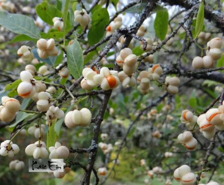 Euonymus europaeus `Albus`- harilik kikkapuu