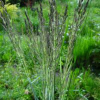 kastik Avalancier pähik Foto Kaie Ein