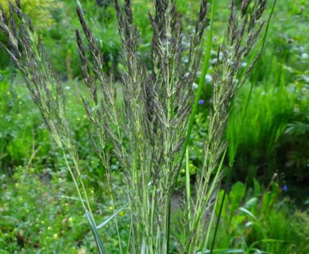 Calamagrostis acutiflora `Avalanche`-teravaõieline kastik