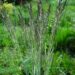 Calamagrostis acutiflora `Avalanche`-teravaõieline kastik