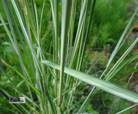 Calamagrostis acutiflora `Avalanche`-teravaõieline kastik