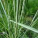 Calamagrostis acutiflora `Avalanche`-teravaõieline kastik