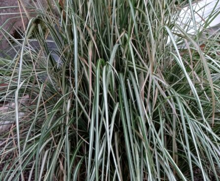 Calamagrostis acutiflora `Avalanche`-teravaõieline kastik