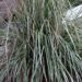 Calamagrostis acutiflora `Avalanche`-teravaõieline kastik