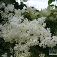 amuuri sirel foto Kaie Ein