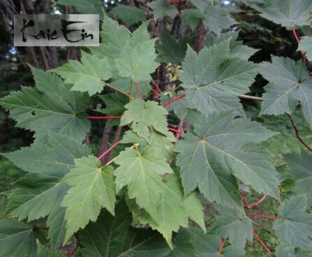 tähkvaher foto Kaie Ein