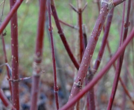 tähkvahtra võrsevärvus foto- Kaie Ein