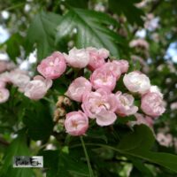Crataegus laevigata `Toba`-tömbilehine viirpuu