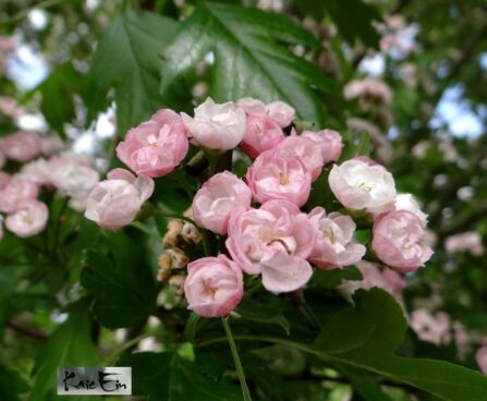 Crataegus laevigata `Toba`-tömbilehine viirpuu