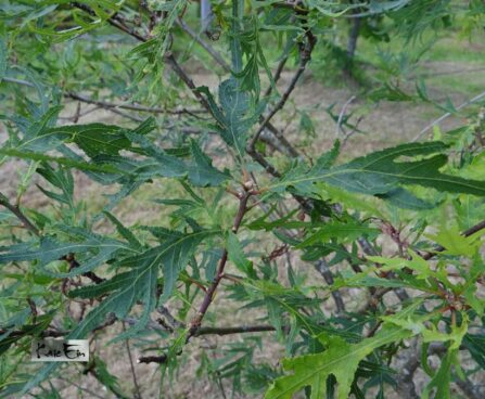 Quercus robur `Pectinata` harilik tamm