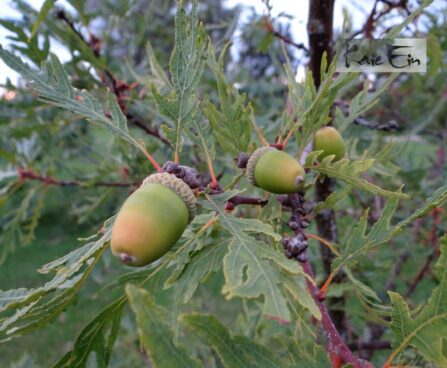 Quercus robur `Pectinata` harilik tamm
