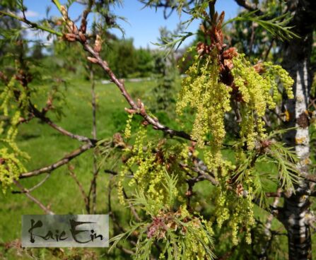 Quercus robur `Pectinata` harilik tamm