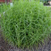 tarn palmlehine little midget foto Kaie Ein