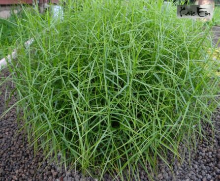 Carex muskingumensis `Little Midget` -tarn palmilehine