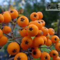 Sorbus `Golden Wonder`- pihlakas