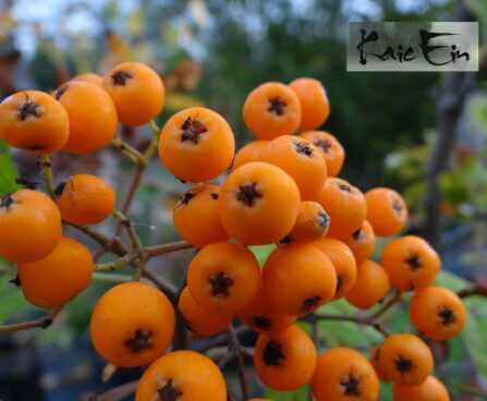 Sorbus `Golden Wonder`- pihlakas