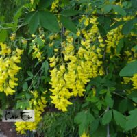 Laburnum alpinum-alpi kuldvihm
