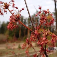Acer rubrum-punane vaher õisik