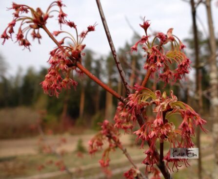 Acer rubrum-punane vaher õisik