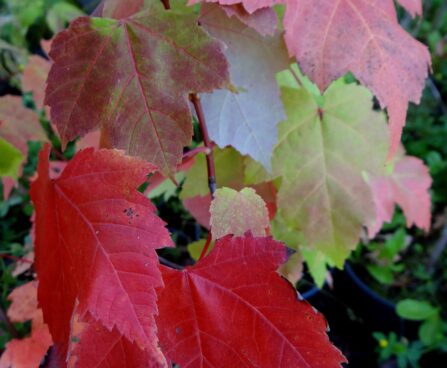 Acer rubrum-punane vaher