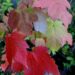 Acer rubrum-punane vaher