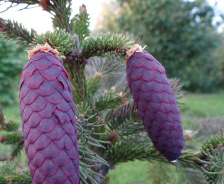 Picea abies `Rydal` -harilik kuusk