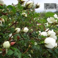 Rosa spinosissima-näärelehine roos