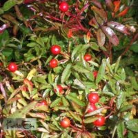 Rosa nitida- helkiv kibuvits