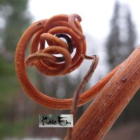 3-tiivaku võrsevärvus foto Kaie Ein