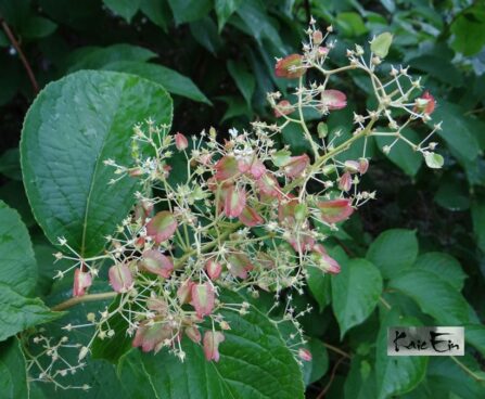 3-tiivak viljad foto Kaie Ein