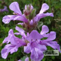 Betonica macrantha-suureõieline tõnnike