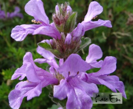 Betonica macrantha-suureõieline tõnnike
