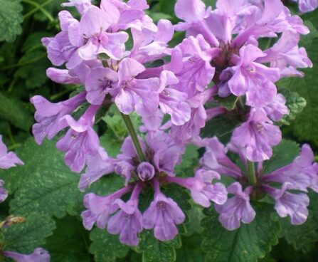 Betonica macrantha- suureõieline tõnnike