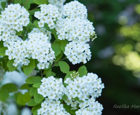 1649_8450_Spiraea_x_vanhouttei_Gold_Fountain__2.JPG