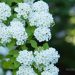 1649_8450_Spiraea_x_vanhouttei_Gold_Fountain__2.JPG