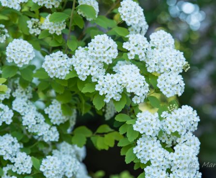 1649_8451_Spiraea_x_vanhouttei_Gold_Fountain__3.JPG