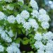 1649_8451_Spiraea_x_vanhouttei_Gold_Fountain__3.JPG