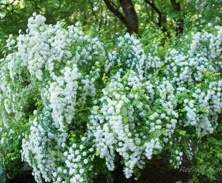 1649_8452_Spiraea_x_vanhouttei_Gold_Fountain_.JPG