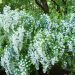 1649_8452_Spiraea_x_vanhouttei_Gold_Fountain_.JPG