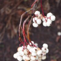 Sorbus pratti- Pratti pihlakas viljad