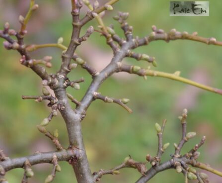 Tilia cordata `Monto`-harilik  pärn