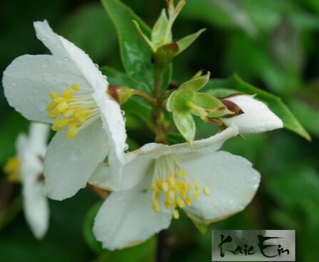 Philadelphus `Silberregen`-ebajasmiin